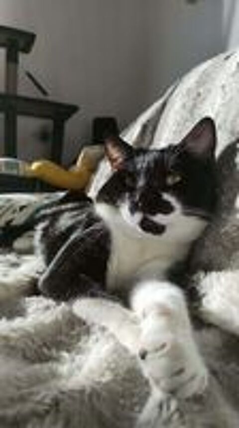   Chat SIMBA � l adoption 