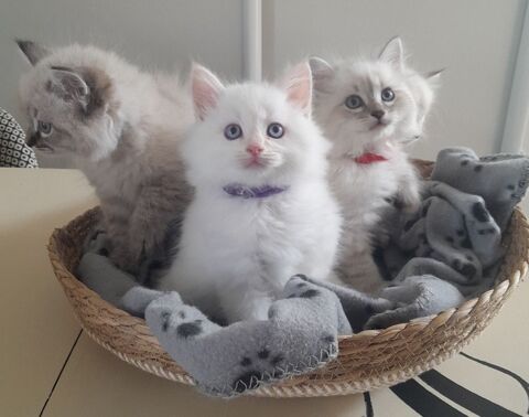 Chaton sib&eacute;rien  1400 27370 Saint-pierre-des-fleurs