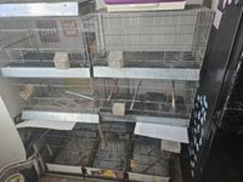   cages a oiseaux plus de transports 