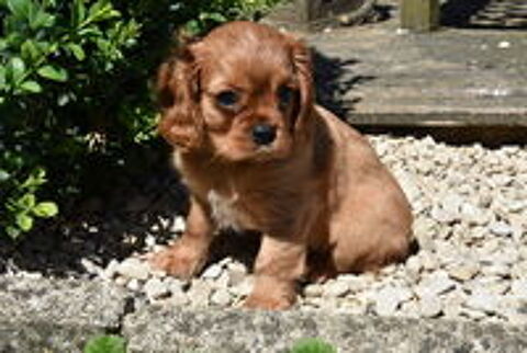   DISPONIBLES CHIOTS CAVALIER KING CHARLES RUBIS NON LOF 