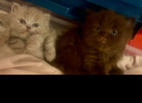   2 adorables chatons à adopter  