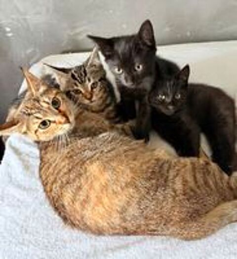   Très Beaux Chatons Totalement Sevrés En Parfait Santé  