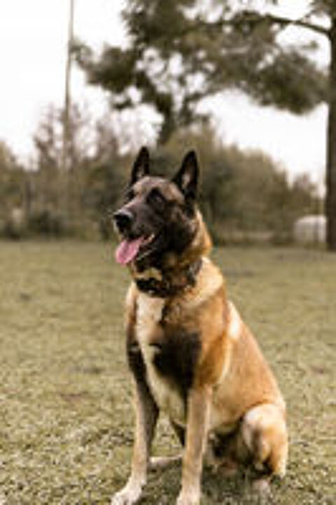   Lucky, malinois mâle, 10 ans, Montauban (82)  