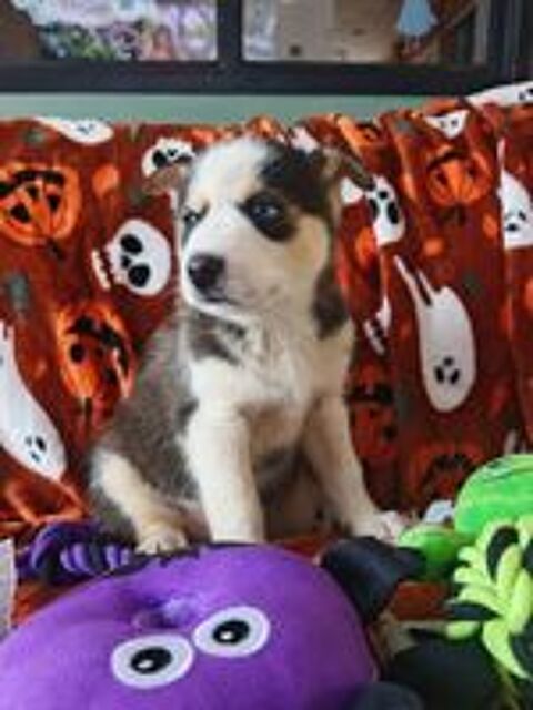   Husky siberien 