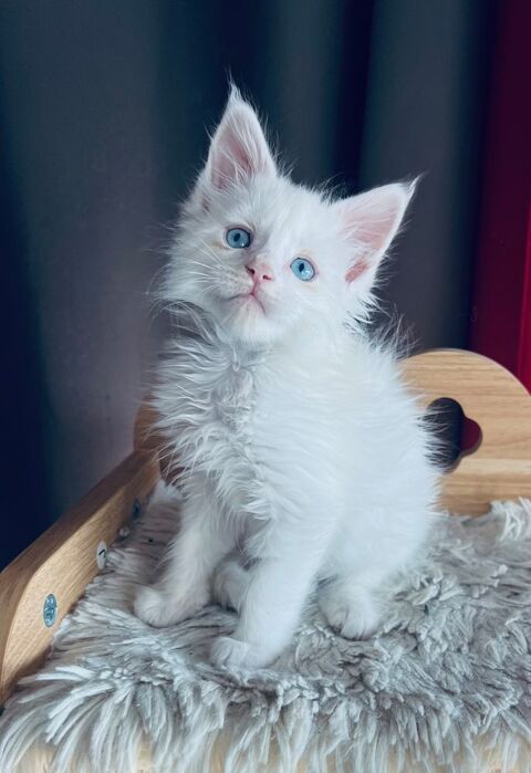 Chaton Maine Coon blanc aux yeux bleus 1200 13400 Aubagne