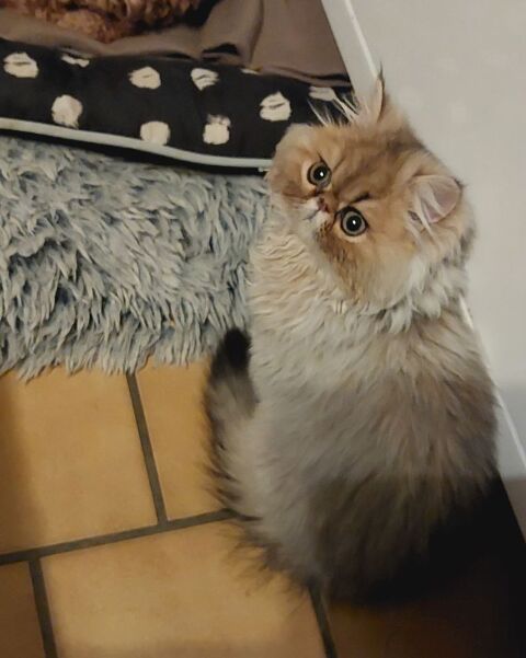 Magnifique chaton Persan 900 95500 Le thillay