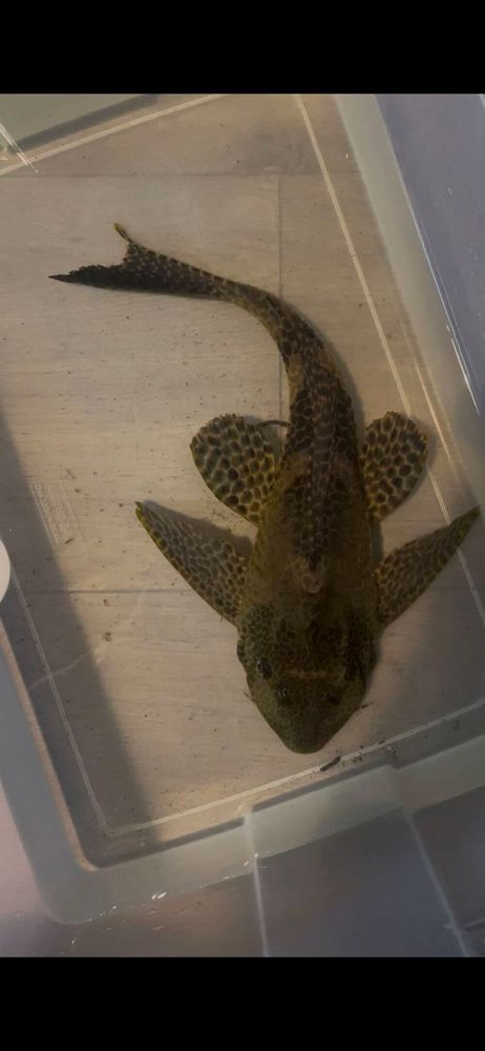 pleco 30cm 