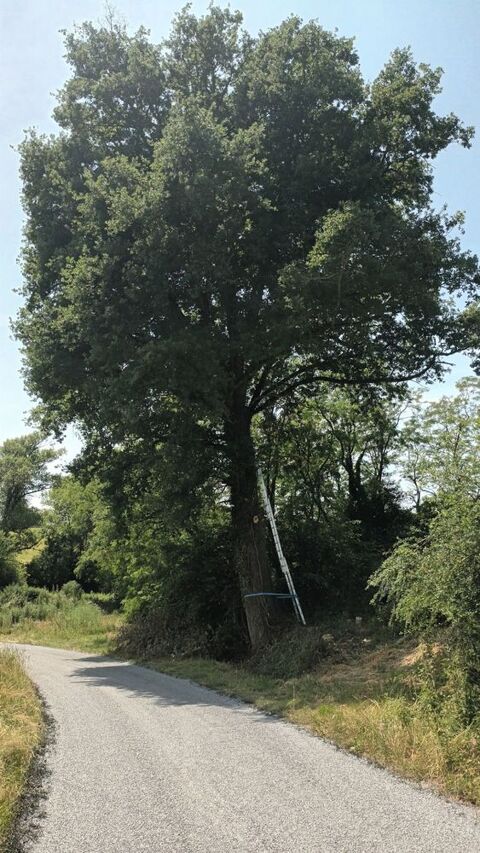 Chêne 1 Voussac (03)