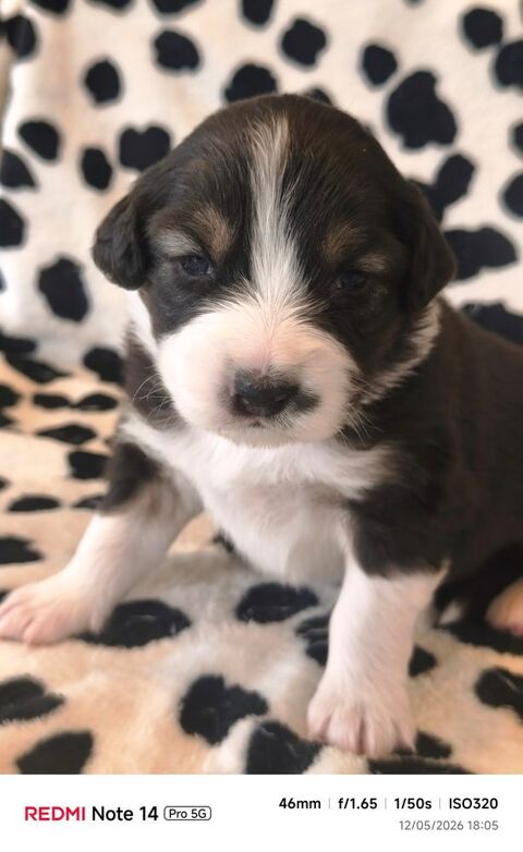 CHIOTS BERGER AUSTRALIEN LOF
1300 29250 Plougoulm