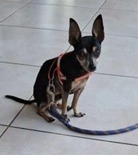   ZIGGY le petit pinscher 
