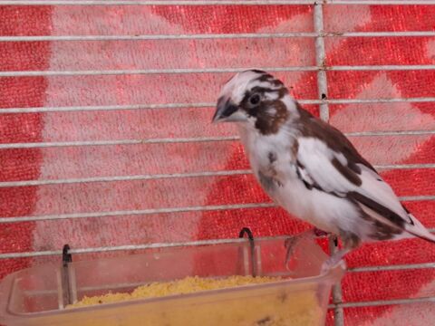 Mandarin et moineau du japon 10 34300 Agde