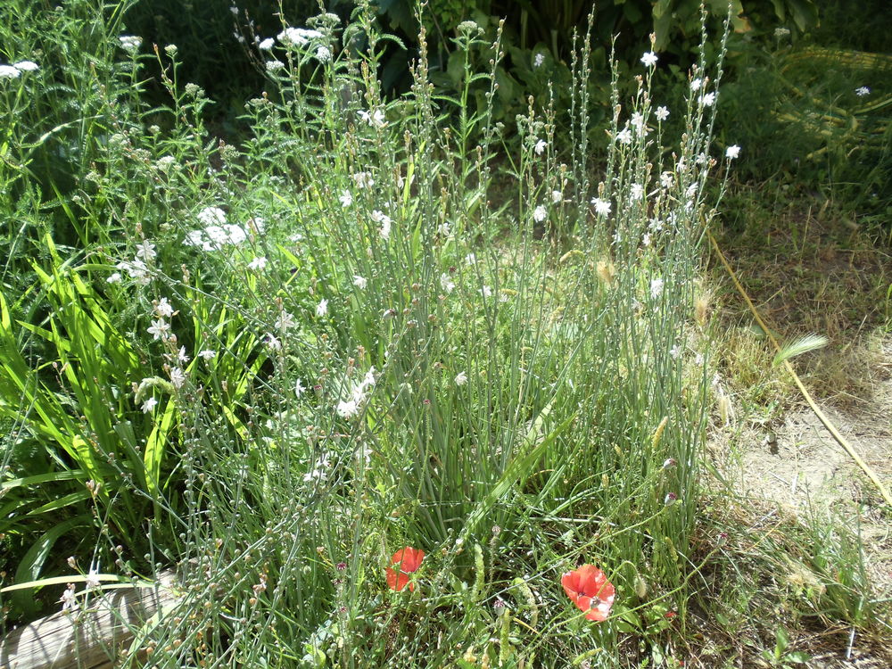 
Asphodele fistuleux
Jardin