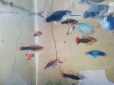 Donne platy 0 33990 Hourtin