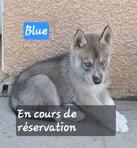 Chiots type husky sib&eacute;rien 600 42500 Le chambon-feugerolles