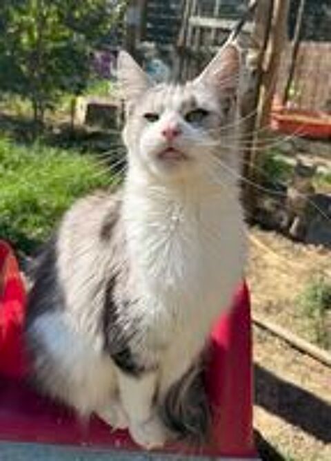   MAINE COON JEUNE ADO LOOF FM 