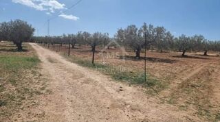  Terrain � vendre 4173 m� Hammamet sud, tunisia