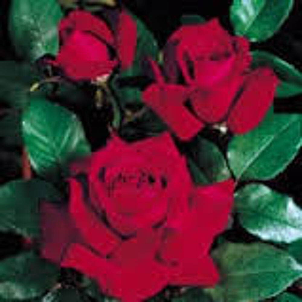 5 plants de rosier nain rouge Jardin