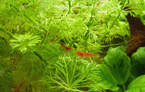 AQUARIUM RED CHERRY 
10 83000 Toulon