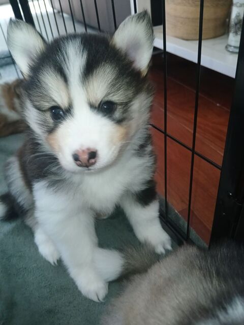 R&eacute;servation chiots Pomsky disponibles&nbsp; 1490 35230 Saint-erblon