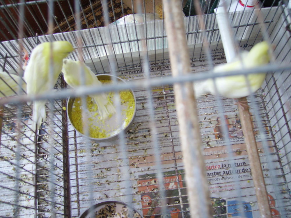   canaris 