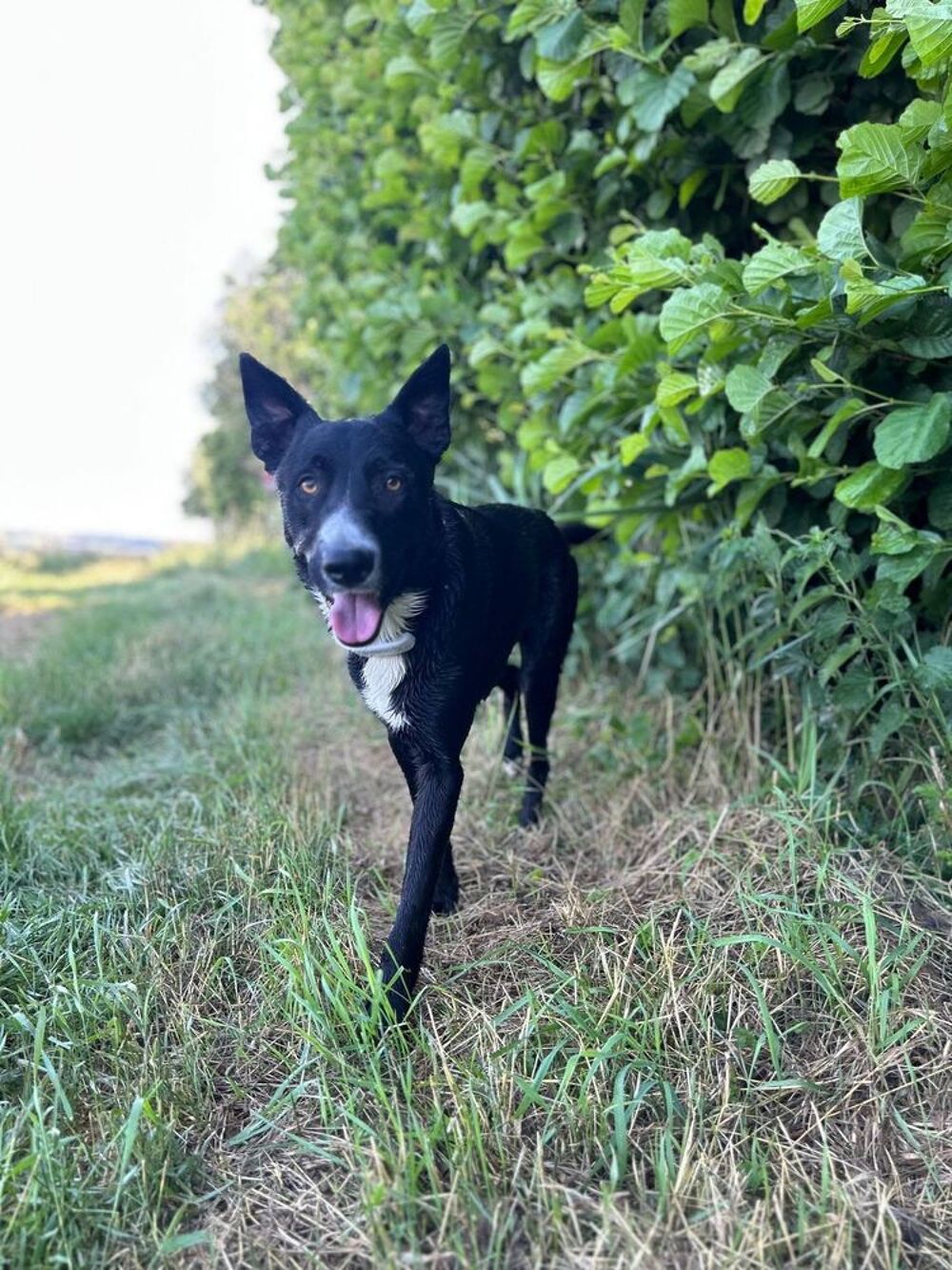   Chien NELIO à l adoption 