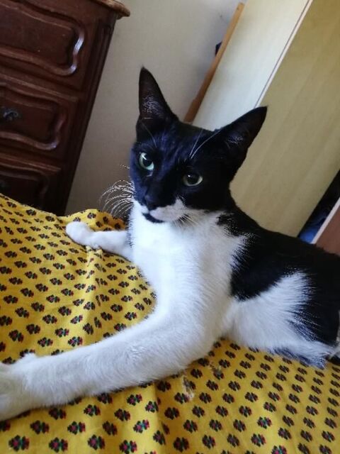 Gentille chatte noire et blanche &agrave; adopter sur Marseille 0 13004 Marseille