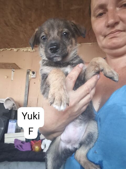 YUKI    au refuge en roumanie 0 75018 Paris