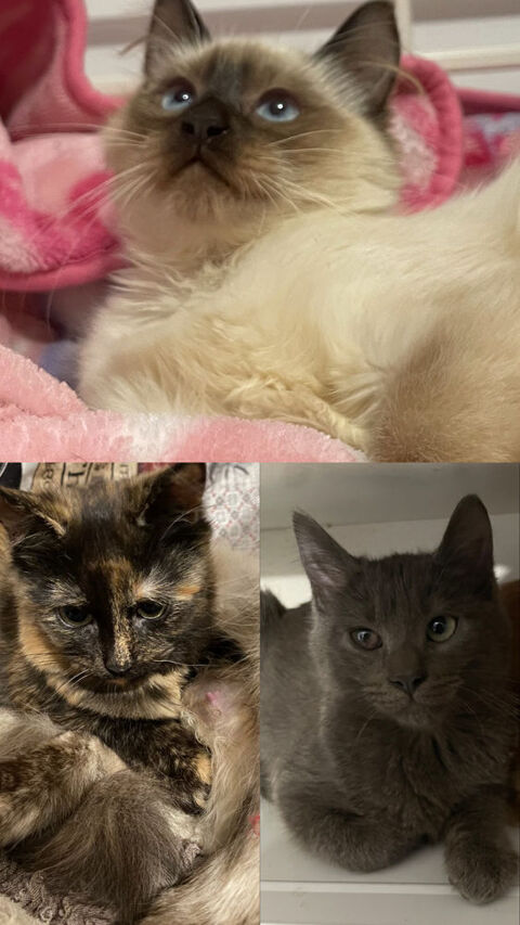 Chatons 0 69150 D�cines-charpieu