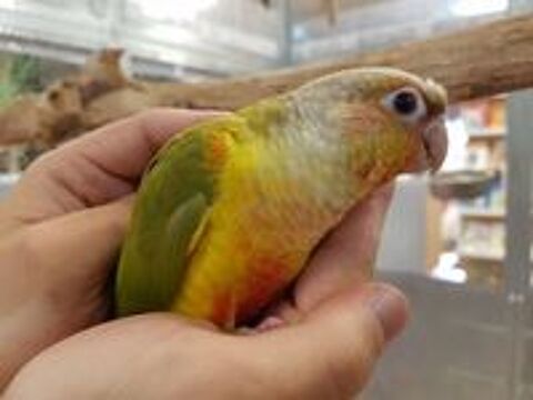   Conure de Molina apprivoise eam 2024 