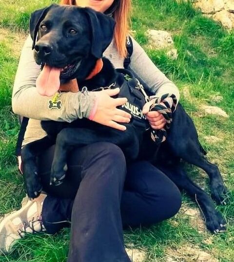 Chien LOTUS &agrave; l adoption 100 26600 Pont-de-l'is�re