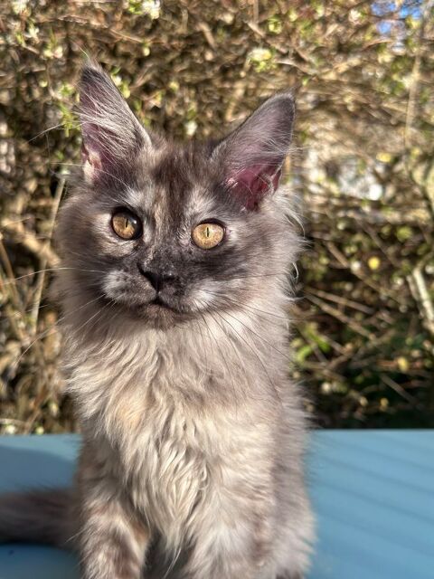 Chatons Maine Coon Loof facilit&eacute; de paiement possible  1200 28250 Digny