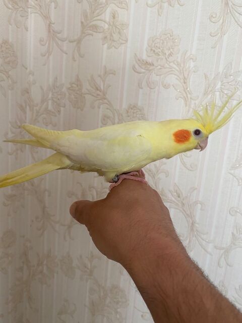 Calopsittes EAM 100 10000 Troyes