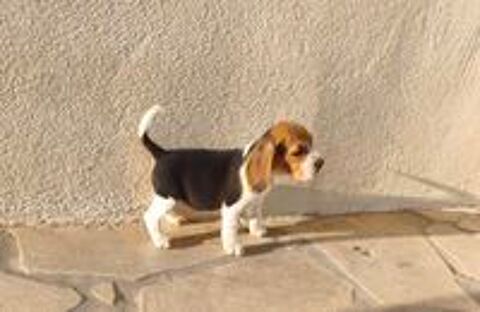   CHIOTS BEAGLE LOF 