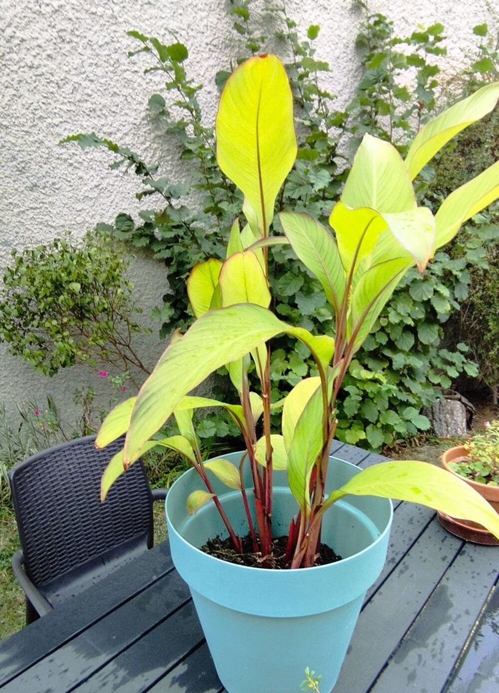 CANA : lot de 7 pieds bulbes Jardin