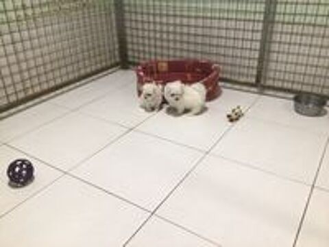   Bichons maltais LOF
