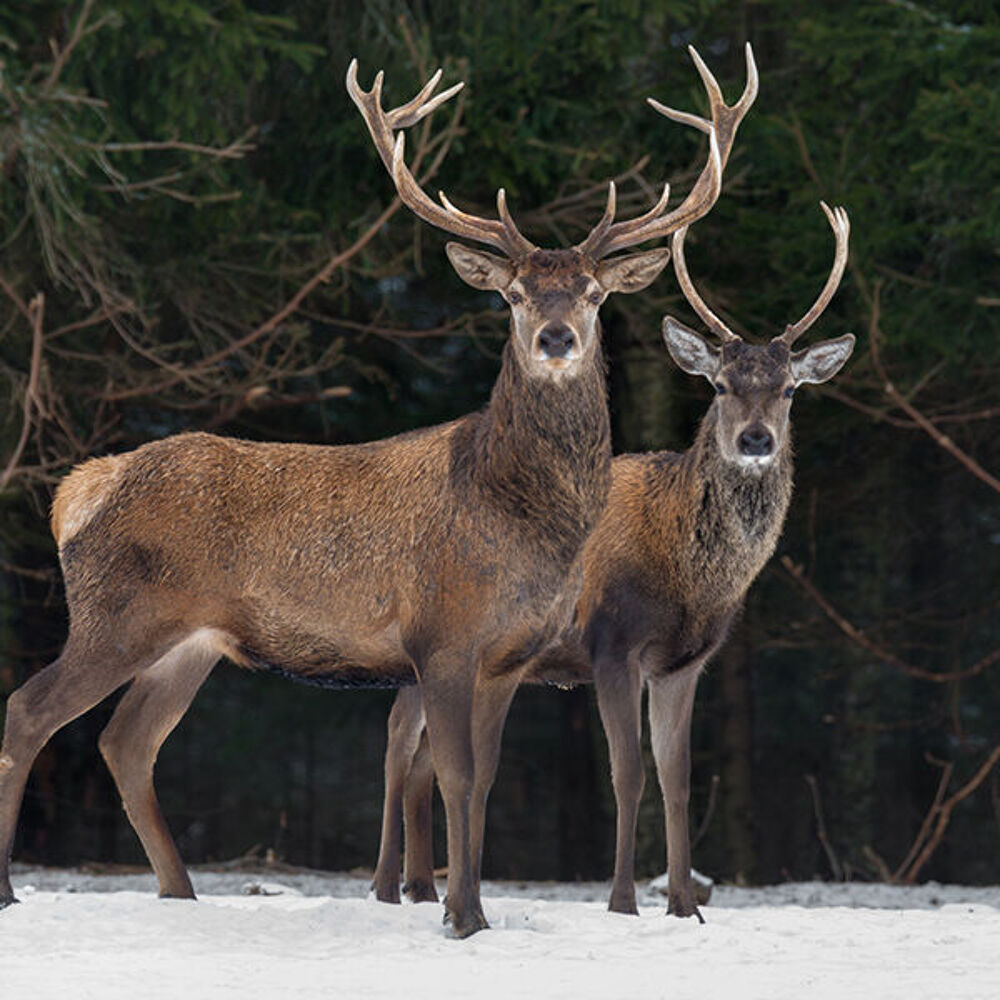 PIQUEUR POUR CHASSE PRIVE Sports