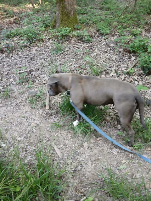 Donne chienne croisée dogue argentin boule dogue 0 78730 Saint-arnoult-en-yvelines