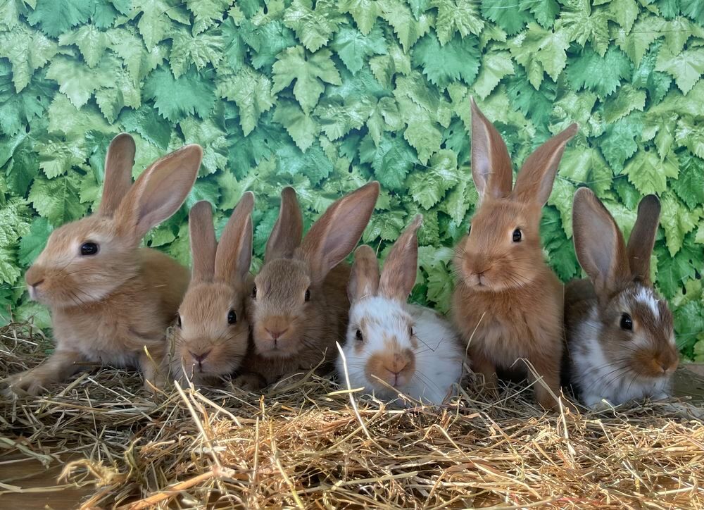   Lapins  