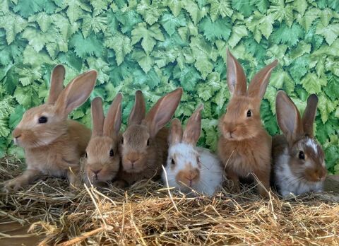 Lapins 25 60420 Saint-martin-aux-bois