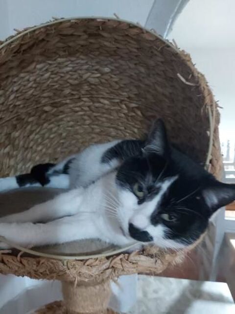 Scully, minette à conquérir !!! 110 59000 Lille
