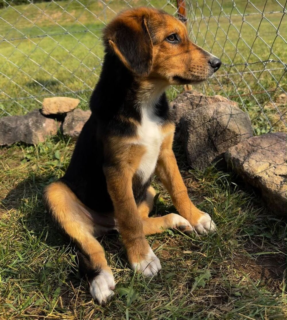   A L'ADOPTION TEDDY SE TROUVE DANS UN REFUGE EN MACEDOINE DU NORD 