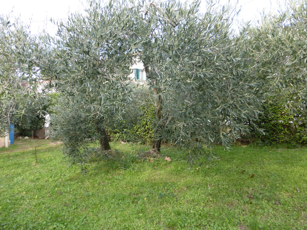 A Saisir 4 Oliviers Adultes Jardin