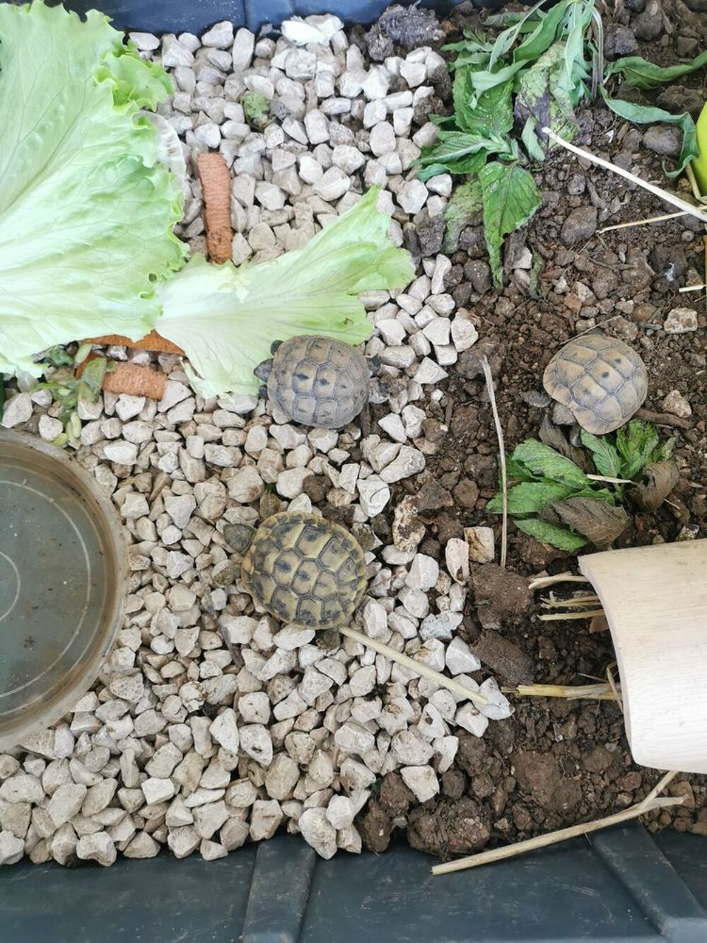   Tortue+juvénile 