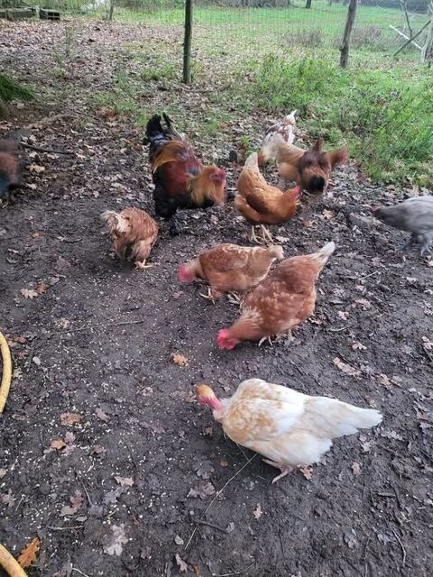 Poules de diff&eacute;rentes esp&egrave;ces &agrave; adopter 5 56220 Peillac