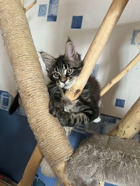 Maines Coon M&acirc;les 1100 80360 �tricourt-manancourt