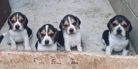 2 CHIOTS Mâles BEAGLE 400 12100 Millau