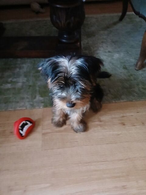 Yorkshire pr&ecirc;ts &agrave; l adoption 750 29000 Quimper