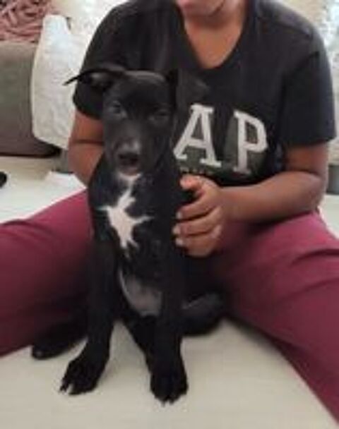   Stella,3 mois,cherche un bon foyer  