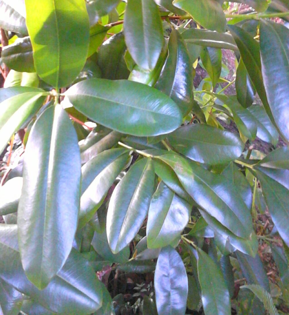 Plantes m&eacute;dicinales Jardin