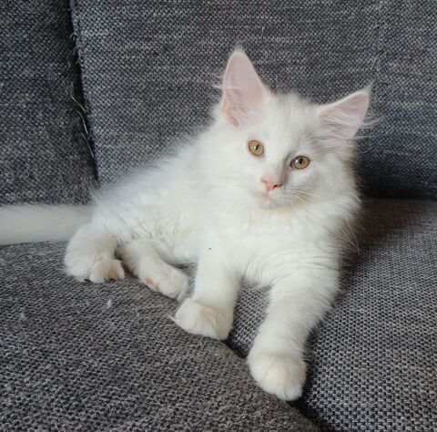 Magnifique chatons Maine Coon 900 59300 Valenciennes